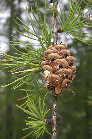 Larix decidua \ Europische Lrche / European Larch, A Kärnten/Carinthia, Petzen 2.7.2010
