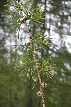 Larix decidua \ Europische Lrche / European Larch, A Kärnten/Carinthia, Petzen 2.7.2010