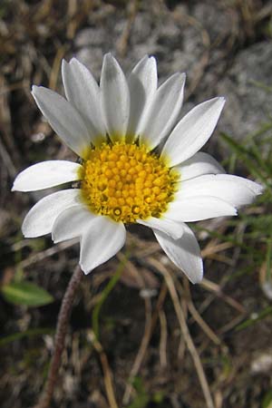 Leucanthemopsis alpina \ Alpen-Margerite, A Malta - Tal 19.7.2010