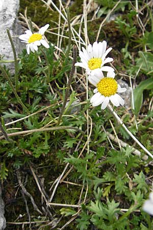 Leucanthemopsis alpina \ Alpen-Margerite, A Malta - Tal 19.7.2010