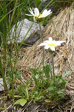 Leucanthemopsis alpina \ Alpen-Margerite, A Malta - Tal 19.7.2010
