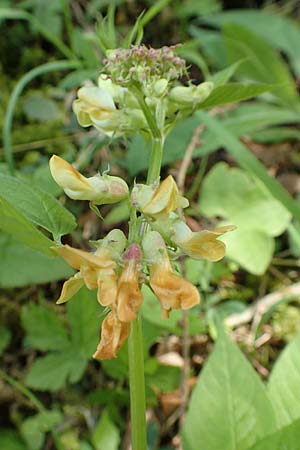 Lathyrus ochraceus subsp. ochraceus \ Ockergelbe Platterbse / Yellow Pea, A Kärnten/Carinthia, St. Paul im Lavanttal 16.5.2016