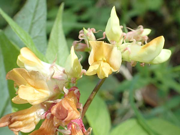 Lathyrus ochraceus subsp. ochraceus \ Ockergelbe Platterbse / Yellow Pea, A Kärnten/Carinthia, St. Paul im Lavanttal 16.5.2016