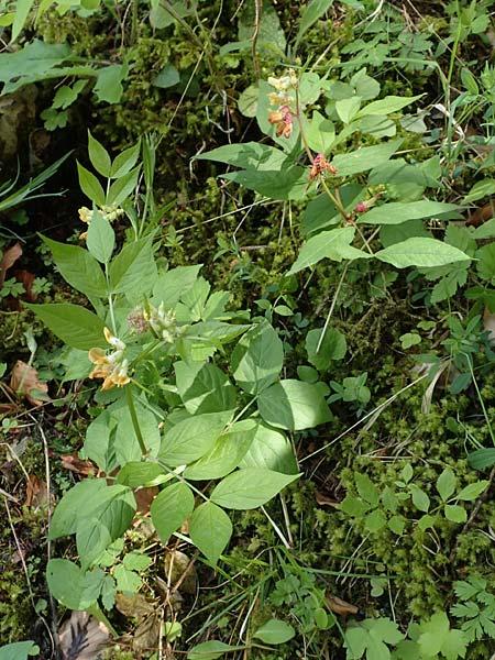 Lathyrus ochraceus subsp. ochraceus \ Ockergelbe Platterbse / Yellow Pea, A Kärnten/Carinthia, St. Paul im Lavanttal 16.5.2016
