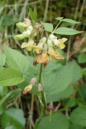 Lathyrus ochraceus subsp. ochraceus \ Ockergelbe Platterbse / Yellow Pea, A Kärnten/Carinthia, St. Paul im Lavanttal 16.5.2016