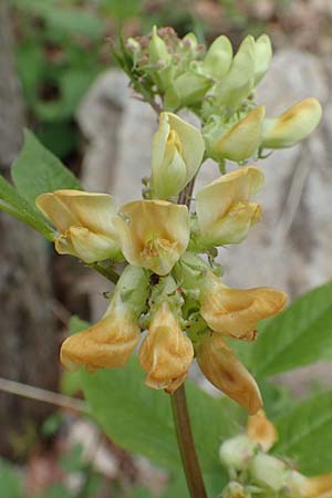 Lathyrus ochraceus subsp. ochraceus \ Ockergelbe Platterbse / Yellow Pea, A Kärnten/Carinthia, St. Paul im Lavanttal 16.5.2016