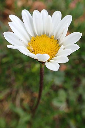 Leucanthemum atratum subsp. atratum \ Gew�hnliche Schwarzrand-Margerite, Gew�hnliche Schwarzrand-Wucherblume, A Trenchtling 3.7.2019
