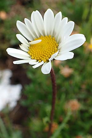 Leucanthemum atratum subsp. atratum \ Gew�hnliche Schwarzrand-Margerite, Gew�hnliche Schwarzrand-Wucherblume, A Trenchtling 3.7.2019