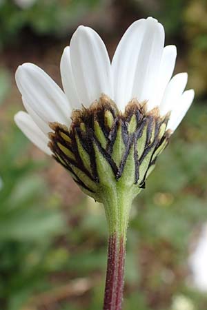 Leucanthemum atratum subsp. atratum \ Gew�hnliche Schwarzrand-Margerite, Gew�hnliche Schwarzrand-Wucherblume, A Trenchtling 3.7.2019