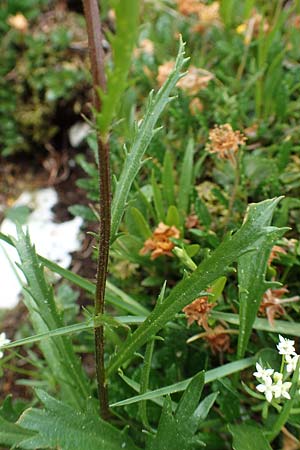 Leucanthemum atratum subsp. atratum \ Gew�hnliche Schwarzrand-Margerite, Gew�hnliche Schwarzrand-Wucherblume, A Trenchtling 3.7.2019