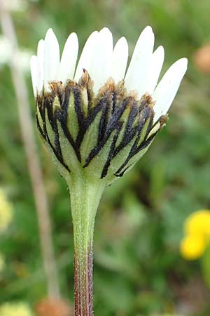 Leucanthemum atratum subsp. atratum \ Gew�hnliche Schwarzrand-Margerite, Gew�hnliche Schwarzrand-Wucherblume, A Trenchtling 3.7.2019