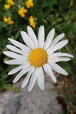 Leucanthemum atratum subsp. atratum \ Gew�hnliche Schwarzrand-Margerite, Gew�hnliche Schwarzrand-Wucherblume, A Trenchtling 3.7.2019