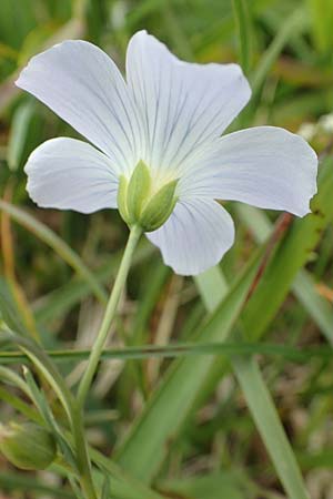 Linum alpinum \ Alpen-Lein / Mountain Flax, A Rax 28.6.2020