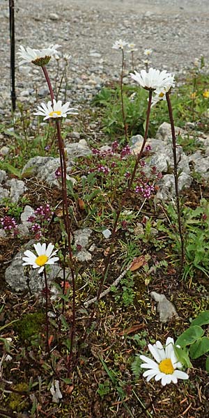 Leucanthemum atratum subsp. atratum \ Gew�hnliche Schwarzrand-Margerite, Gew�hnliche Schwarzrand-Wucherblume, A Schneealpe 30.6.2020