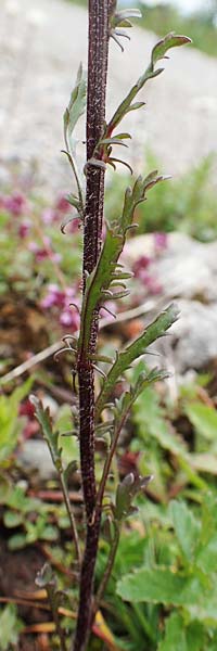 Leucanthemum atratum subsp. atratum \ Gew�hnliche Schwarzrand-Margerite, Gew�hnliche Schwarzrand-Wucherblume, A Schneealpe 30.6.2020