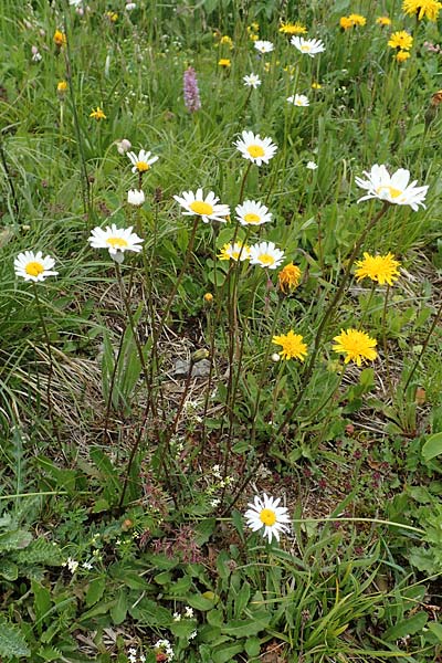 Leucanthemum atratum subsp. atratum \ Gew�hnliche Schwarzrand-Margerite, Gew�hnliche Schwarzrand-Wucherblume, A Schneealpe 30.6.2020