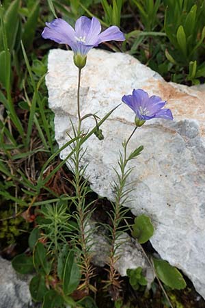 Linum alpinum \ Alpen-Lein / Mountain Flax, A Schneealpe 30.6.2020
