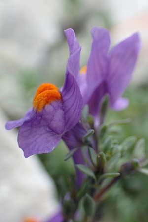 Linaria alpina \ Alpen-Leinkraut / Alpine Toadflax, A Dachstein, Auretskar 7.7.2020