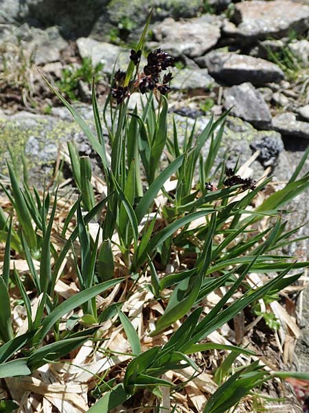 Luzula alpinopilosa \ Braune Hainsimse / Brown Wood-Rush, A Seetaler Alpen, Zirbitzkogel 28.6.2021