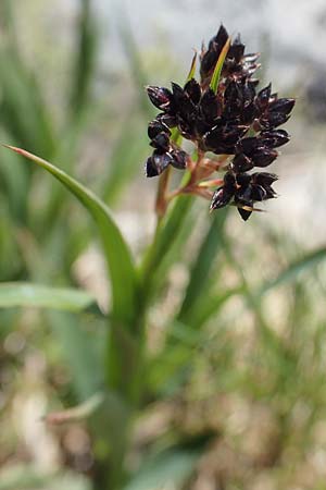 Luzula alpinopilosa \ Braune Hainsimse / Brown Wood-Rush, A Seetaler Alpen, Zirbitzkogel 28.6.2021
