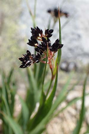 Luzula alpinopilosa \ Braune Hainsimse / Brown Wood-Rush, A Seetaler Alpen, Zirbitzkogel 28.6.2021