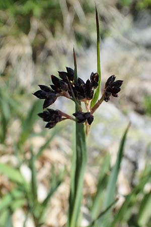 Luzula alpinopilosa \ Braune Hainsimse / Brown Wood-Rush, A Seetaler Alpen, Zirbitzkogel 28.6.2021