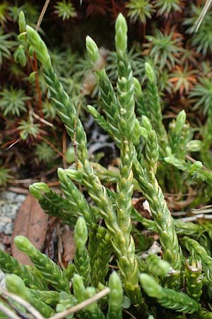 Diphasiastrum alpinum \ Alpen-Flach-Brlapp / Alpine Clubmoss, A Niedere Tauern, Sölk-Pass 2.7.2021