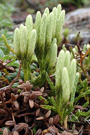 Diphasiastrum alpinum \ Alpen-Flach-Brlapp / Alpine Clubmoss, A Niedere Tauern, Sölk-Pass 2.7.2021
