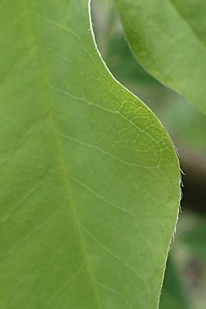 Laburnum anagyroides \ Gewhnlicher Goldregen / Golden Chain, A Perchtoldsdorf 7.5.2022