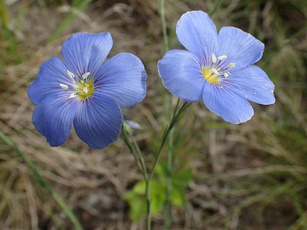 Linum austriacum \ sterreicher Lein / Austrian Flax, A Seewinkel, Apetlon 8.5.2022