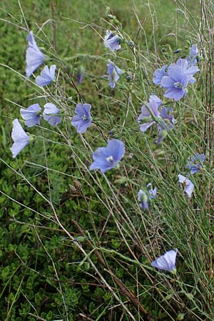 Linum austriacum, Austrian Flax