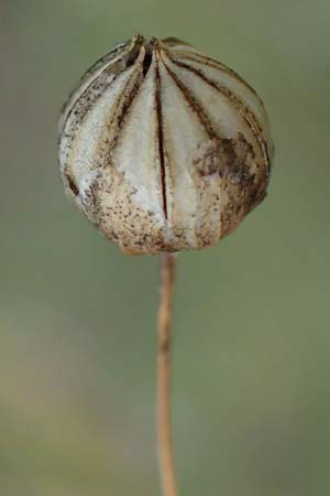Linum austriacum \ sterreicher Lein / Austrian Flax, A Gumpoldskirchen 29.9.2022