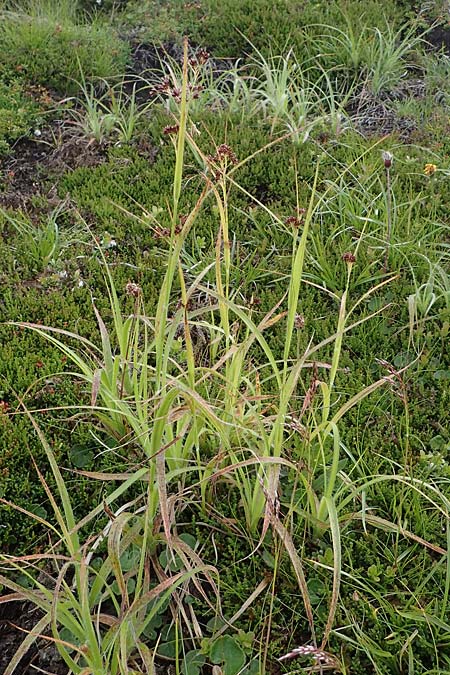 Luzula alpinopilosa \ Braune Hainsimse / Brown Wood-Rush, A Kärnten/Carinthia, Koralpe 5.7.2023