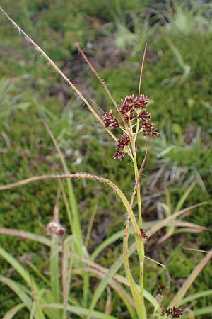 Luzula alpinopilosa \ Braune Hainsimse / Brown Wood-Rush, A Kärnten/Carinthia, Koralpe 5.7.2023
