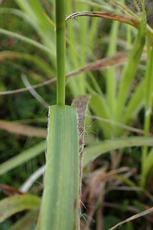 Luzula alpinopilosa \ Braune Hainsimse / Brown Wood-Rush, A Kärnten/Carinthia, Koralpe 5.7.2023