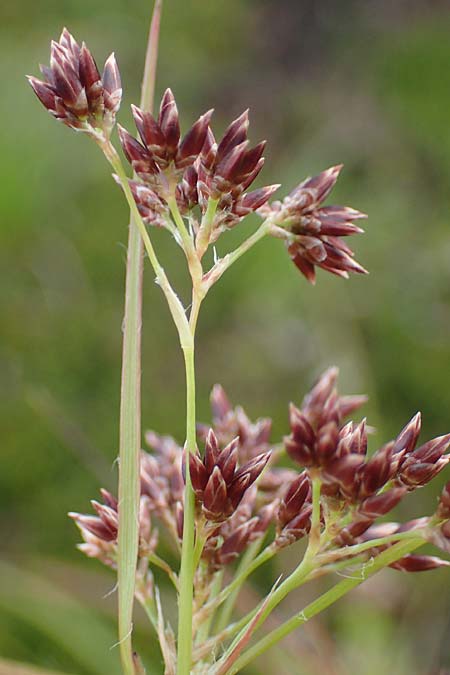 Luzula alpinopilosa \ Braune Hainsimse / Brown Wood-Rush, A Kärnten/Carinthia, Koralpe 5.7.2023