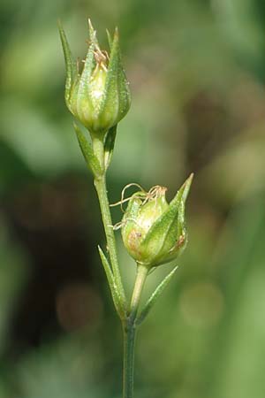 Linum austriacum \ sterreicher Lein / Austrian Flax, A Gumpoldskirchen 9.7.2023