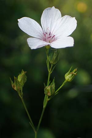 Linum austriacum \ sterreicher Lein / Austrian Flax, A Gumpoldskirchen 9.7.2023