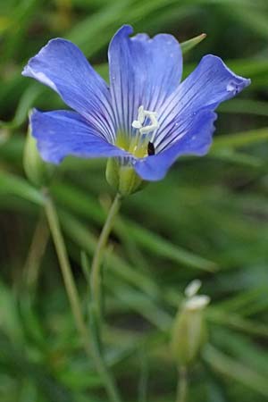 Linum alpinum \ Alpen-Lein / Mountain Flax, A Admont 5.7.2024