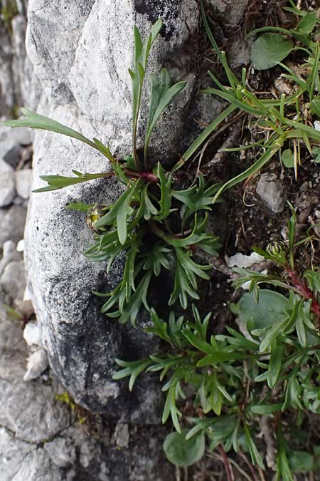 Leucanthemum atratum subsp. atratum \ Gew�hnliche Schwarzrand-Margerite, Gew�hnliche Schwarzrand-Wucherblume, A Admont 5.7.2024