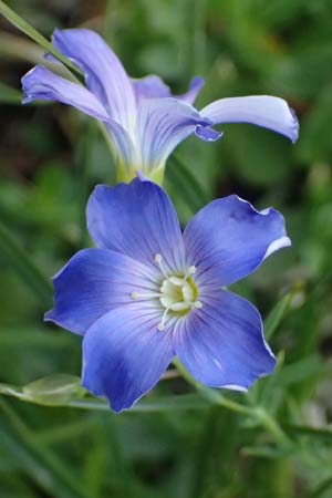 Linum alpinum \ Alpen-Lein / Mountain Flax, A Admont 5.7.2024
