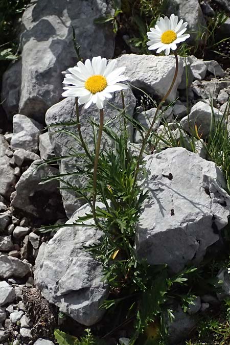 Leucanthemum atratum subsp. atratum \ Gew�hnliche Schwarzrand-Margerite, Gew�hnliche Schwarzrand-Wucherblume, A Admont 5.7.2024