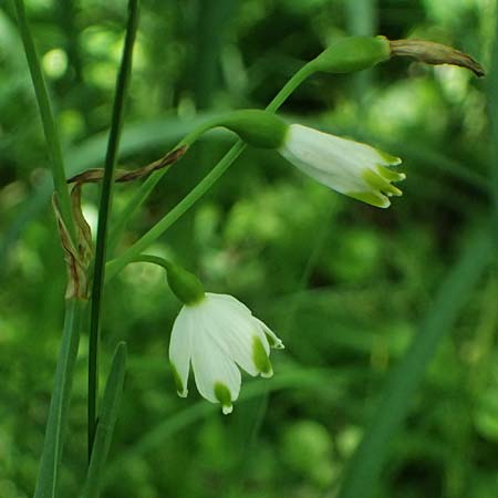 Leucojum aestivum \ Sommer-Knotenblume / Summer Snowflake, A Marchegg 10.5.2025
