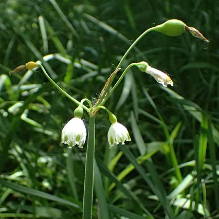 Leucojum aestivum \ Sommer-Knotenblume / Summer Snowflake, A Marchegg 10.5.2025
