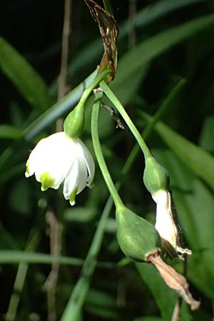 Leucojum aestivum \ Sommer-Knotenblume / Summer Snowflake, A Marchegg 10.5.2025