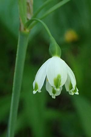 Leucojum aestivum \ Sommer-Knotenblume / Summer Snowflake, A Marchegg 10.5.2025
