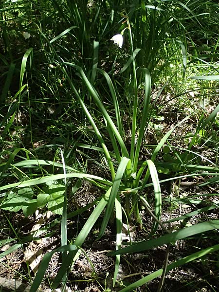 Leucojum aestivum \ Sommer-Knotenblume / Summer Snowflake, A Marchegg 10.5.2025