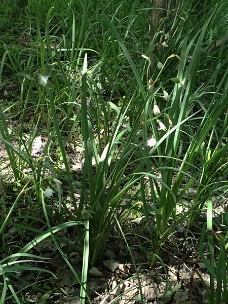 Leucojum aestivum \ Sommer-Knotenblume / Summer Snowflake, A Marchegg 10.5.2025