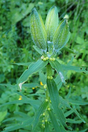 Lilium bulbiferum subsp. bulbiferum \ Brutknllchentragende Feuerlilie / Orange Lily, A Schneealpe 30.6.2020