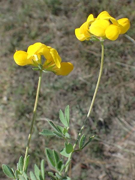 Lotus borbasii \ Slowakei-Hornklee, A Siegendorf 24.9.2022